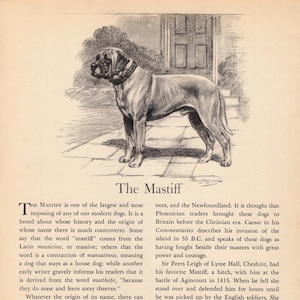 Antique Mastiff Print Gallery Wall Decor 1942 Vintage Edwin Megargee Mastiff Art Print Birthday Gift Idea Home Library Decor 13870s