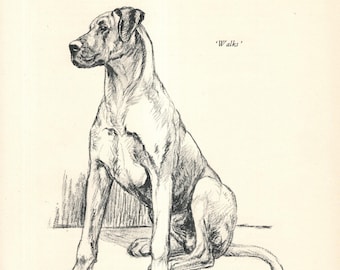 1938 Antique Great Dane Illustration Print Wall Art Decor Vintage K Barker Great Dane Gift  kfb 12069s