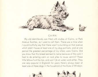 1940s Vintage Cairn Terrier Print Wall Art Decor Cairn Terrier Illustration Morgan Dennis Dog Art Kids Room & Childrens Decor 11306n