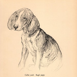 Vintage Beagle Dog Art Print Wall Art Decor 1938 K Barker Beagle Illustration Gift  kfb 8997