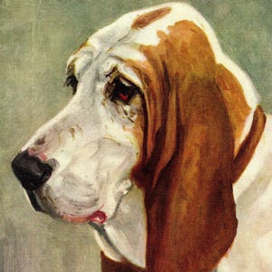 1930&#39;s Antique BASSET HOUND Print Wall Art Decor Musket F T Daws Basset Hound Illustration Dog Gallery Wall Art Print Gift Idea 11405u