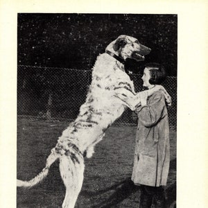 1930&#39;s Neat Irish Wolfhound Print Wall Decor Bruce of Raikeshill Kennels Birthday Gift Idea 7964t