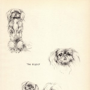 Antique PEKINGESE Dog Art Print Vintage 1935 K Barker Pekingese Illustration Gallery Wall Art Decor Gift   kfb 9366s