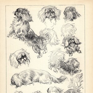 1930's Antique Pekingese Print Wall Art Decor C Ambler Pekingese Illustration Gallery Wall Art Birthday Gift Idea 7112d