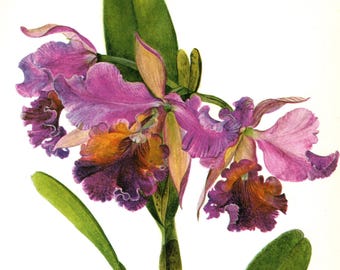 Vintage Pretty Orchid Print Purple Flower Gallery Wall Art Cottage Decor Cattleya Horace Orchid Gift for Gardener Wedding 12193-56