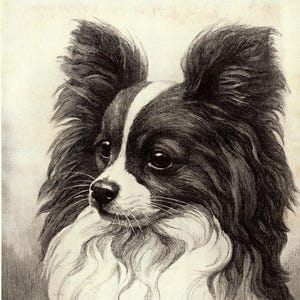 1930&#39;s Antique PAPILLON Dog Art Print Wall Art Decor Vintage Nina Scott Langley Papillon Illustration Birthday Gift Idea 11046c