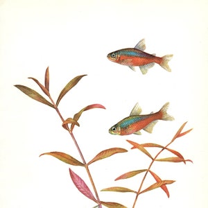 Vintage Cardinal Tetra Fish Print Tropical Fish Art Beach Gallery Wall Art Gift for Birthday Anniversary Beach House Decor 7221-70