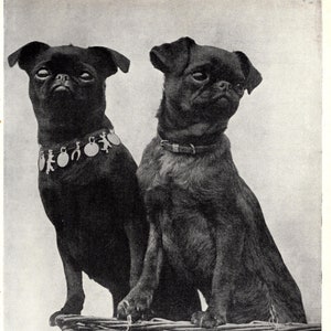 frenchbulldogぺージ Antique French Bulldog Poker Chips Peau-Doux 1930s Faux