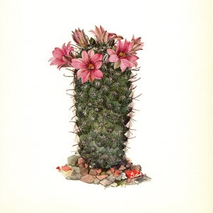 Stampa di cactus vintage, illustrazione artistica di cactus, galleria di fiori rosa, decorazione da parete per cottage e deserto, regalo per giardiniere 9259-66