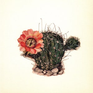 サボテンアートプリント ギャラリーウォールアート 南西部の装飾 サボテンのイラスト 赤い花のウォールアート 庭師への誕生日プレゼント 9254-56
