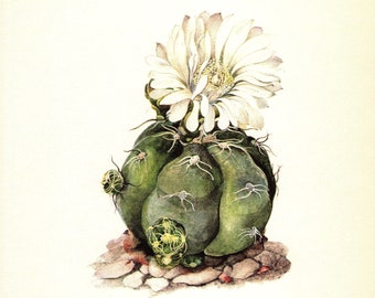 Vintage Spider Cactus Print Cactus Art Illustration Decor White Flower Wall Art Cottage and Desert Decor 6345-48