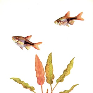 Vintage Tropical Harlequin Rasbora Fish Print Gallery Wall Art Decor Aquarium Fish Print Beach House Decor 7225-54