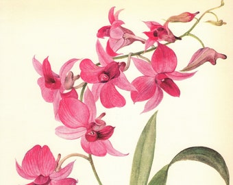 Vintage Butterfly Orchid Print Pink Orchid Illustration Gallery Wall Art Cottage Decor Dendrobium Phalaenopsis Gift for Gardener 5050-80