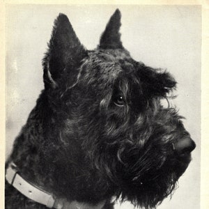 1930's Antique SCHNAUZER Dog Print Nord v d Hackenbergau Giant Schnauzer Gallery Wall Decor Birthday Gift Idea 7130x