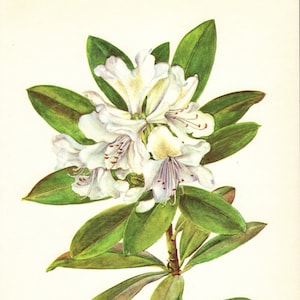 Vintage Rhododendron Flower Art Print Botanical Print White Flower Gallery Wall Art Home Library Decor  Shrub 8791-98