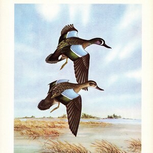 Blue wing teal joshua tree print clearance