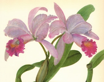 Pretty Vintage Orchid Print Pink Flower Botanical Wall Art Cottage Decor Cattleya Trianae Orchid Gift for Gardener Wedding 5053-60