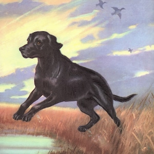 Puede incluir: Un perro Labrador Retriever negro salta por el aire sobre una zona cubierta de hierba con un cuerpo de agua en el fondo. El perro est&aacute; en el aire con las patas extendidas. El cielo es de un azul suave con nubes tenues.