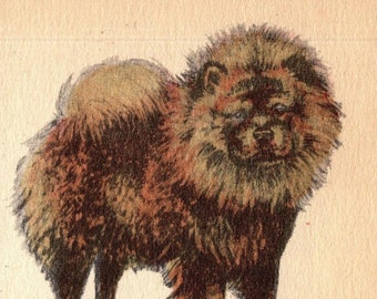 1938 Tiny Chow Print Miniature Size Chow Illustration for Gallery Wall Decor Birthday Gift Idea 7237k