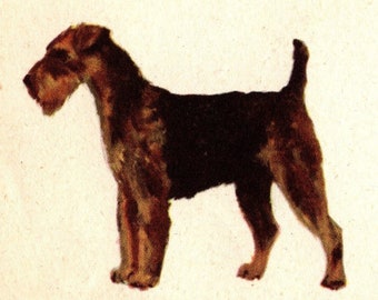 1939 Tiny Welsh Terrier Dog Print Miniature Ole Larsen Welsh Terrier Illustration for Gallery Wall Home Decor 7241p