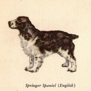 1941 Tiny Springer Spaniel Print MINIATURE Size Ole Larsen Springer Spaniel Illustration Home Decor Birthday Gift Idea 9542k