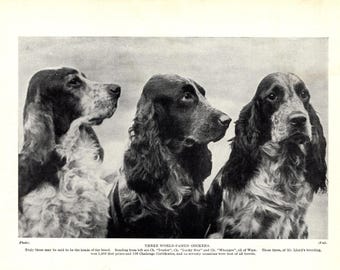 1930's Antique COCKER SPANIEL Dog Print Champions Ivador Lucky Star and Whoopee Cocker Spaniel Wall Decor Birthday Gift Idea 13532e