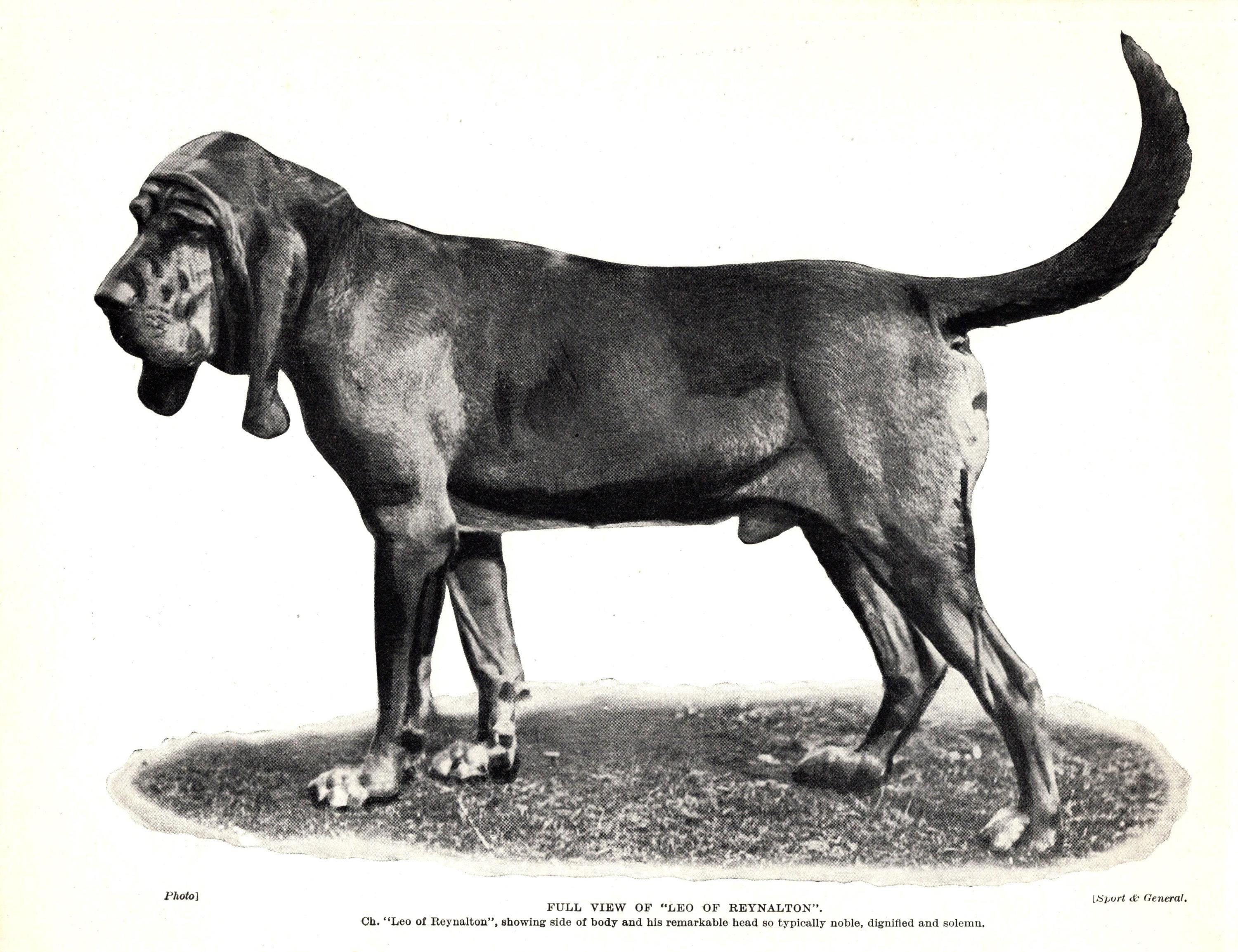 1930's Antique BLOODHOUND Dog Print Leo of Reynalton Bloodhound Gallery Wall Decor  Birthday Gift Idea 9953j