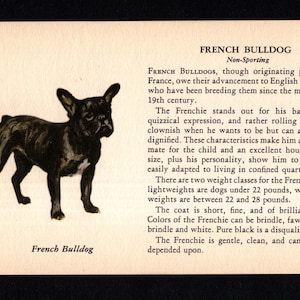 Tiny French Bulldog Print 1941 Frenchie Illustration Dog Art For Gallery Wall Decor Birthday Gift Idea 11963z