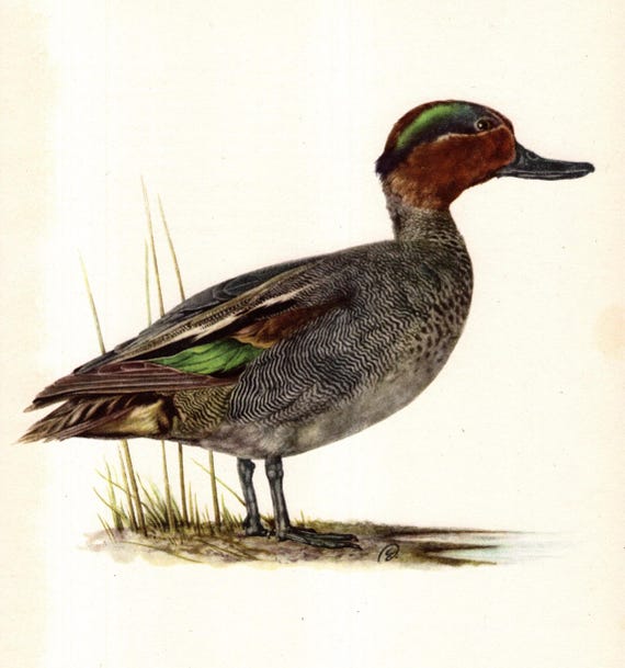 Vintage TEAL DUCK Bird Print Hunting Lodge Cottage Decor Duck Wall Art Housewarming Gift For Bird Lover Birthday Anniversary 13001-102