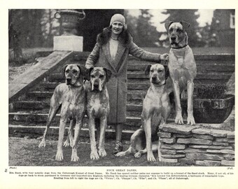 1930's Antique GREAT DANE Dog Print Ouborough Kennels Champions Vivien Pampa Pibe Plaza Great Dane Print Birthday Gift Idea 13538L