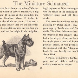 May include: A vintage book page titled The Miniature Schnauzer featuring a black and white ink illustration of a standing Miniature Schnauzer dog next to a small basket. The text provides historical information about the breed and its origins.