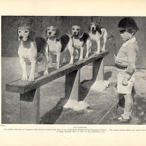 May include: A black and white photograph showing four Beagle dogs standing on a wooden bench. A child wearing a cap, sweater, and shorts stands beside the bench holding a leash. The text below reads: ON PARADE. Like father, like son—a youngster takes stock of some of the best of the South Herts Beagles at the Kennels at Radlett. The reader should notice how much better are the ears of these Hounds than of some of the exhibition type.