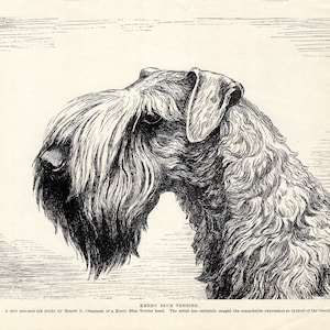 1930&#39;s Antique KERRY BLUE TERRIER Print Wall Art Decor Vintage Kerry Blue Terrier Illustration Gallery Wall Art Birthday Gift Idea 10940e