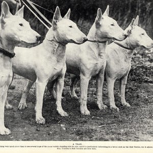1930's Antique BULL TERRIER Print Team of Bull Terriers Dog Gallery Wall Decor Birthday Gift Idea 13383L