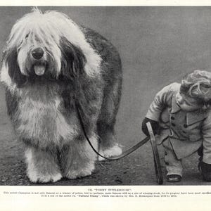 1930&#39;s Antique Old English Sheepdog Print Champion Tommy Tittlemouse Sheepdog and Boy Print  Birthday Gift Idea 11594