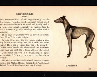 Lámina decorativa de galgo en miniatura, 1939. Ilustración de galgo en miniatura para galería de arte de pared. Idea de regalo de cumpleaños. 13552b