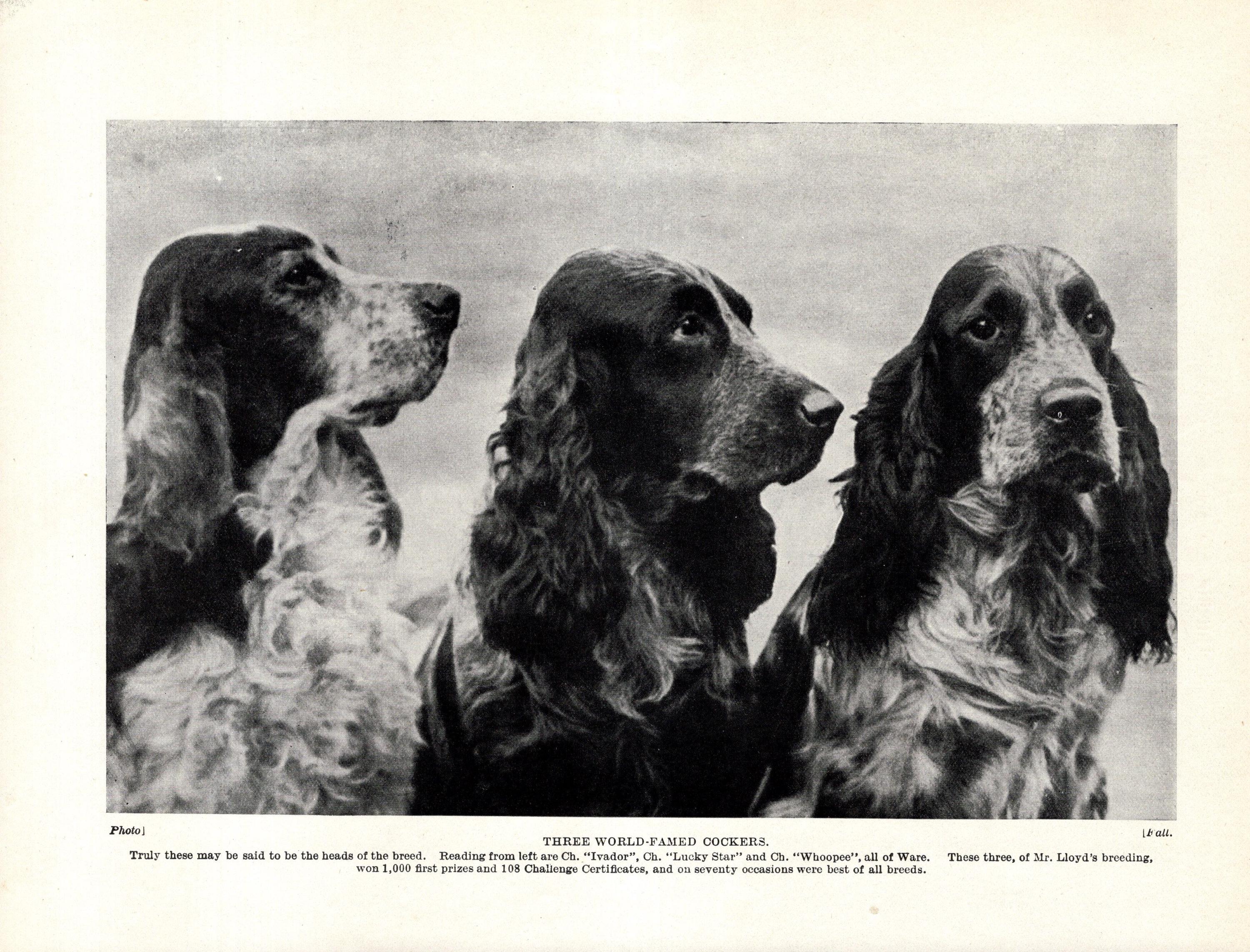 Vintage Black Cocker Spaniel