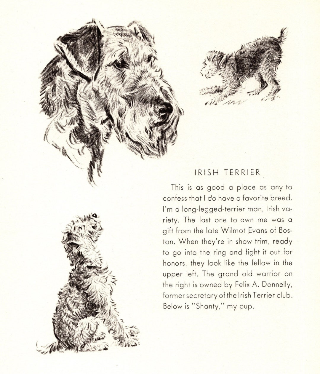 1946 Vintage Irish Terrier Print Wall Art Decor Dennis Irish