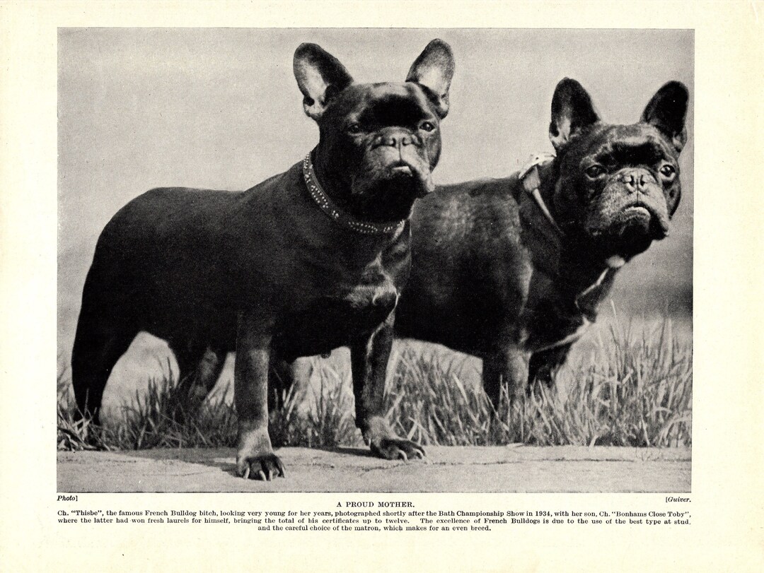 First hotsell french bulldog