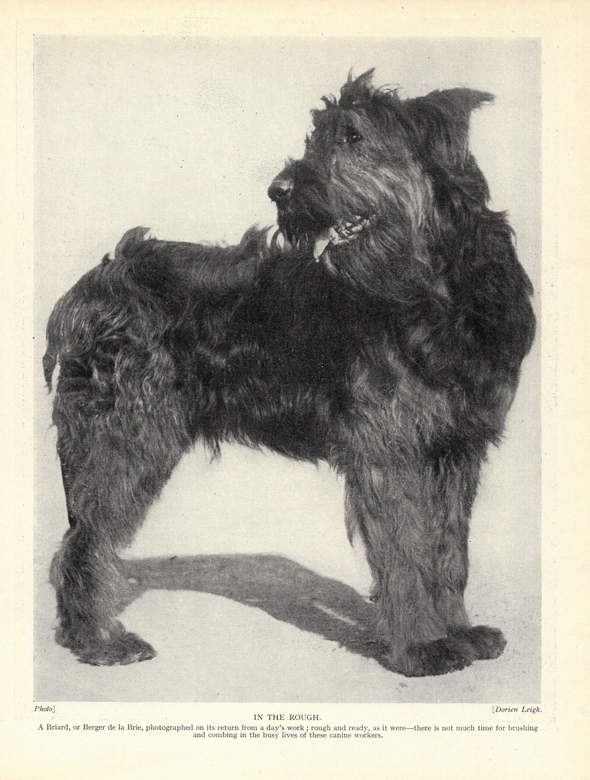 Buy 1930's Antique Briard Dog Print Berger De La Brie Sheepdog Dog