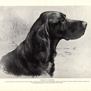 1930&#39;s Antique Gordon Setter Print Wall Art Decor Peter of Crombie Ward Binks Gordon Setter Illustration Home Decor Birthday Gift 10749b