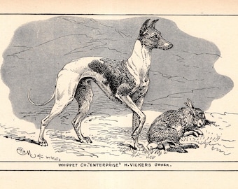 Grabado antiguo de Whippet de 1912, arte del perro Champion Enterprise, ilustración de R. H. Moore, decoración de cabaña de caza 12820Q