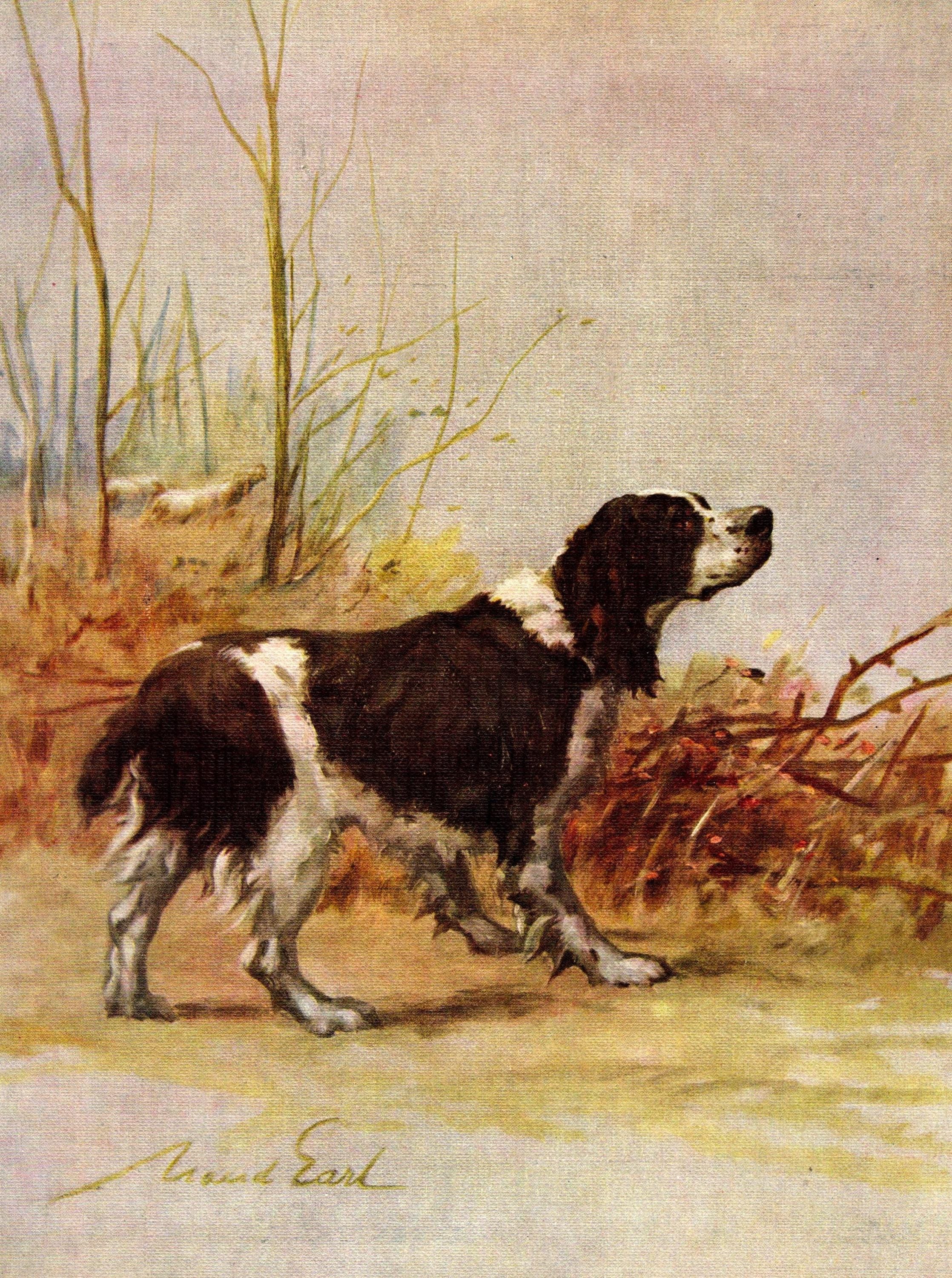 1930's Antique Springer Spaniel Print Wall Art Decor Maud Earl Springer ...