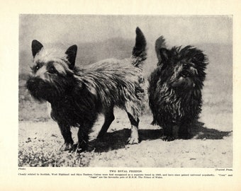 1930's Antique CAIRN TERRIER Dog Print Wall Decor Cora and Jaggs Prince of Wales Cairns Dog Print Birthday Gift Idea 7187f