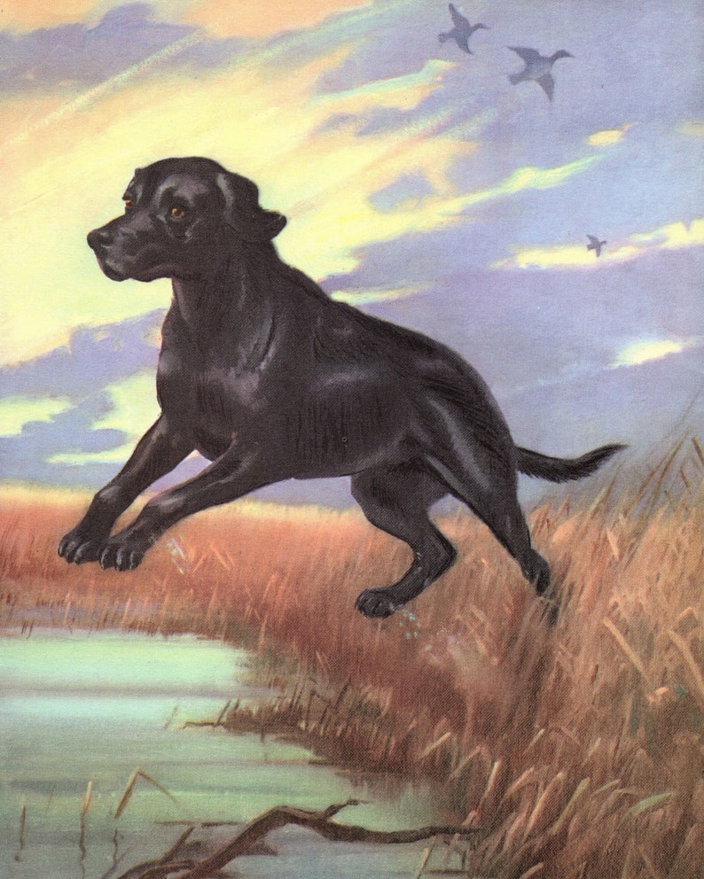 Puede incluir: Un perro Labrador Retriever negro salta por el aire sobre una zona cubierta de hierba con un cuerpo de agua en el fondo. El perro est&aacute; en el aire con las patas extendidas. El cielo es de un azul suave con nubes tenues.