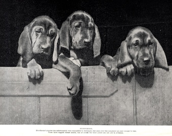 1930's Antique Bloodhound Print Wall Decor Bloodhound Puppy Puppies Print Birthday Gift Idea 12918d
