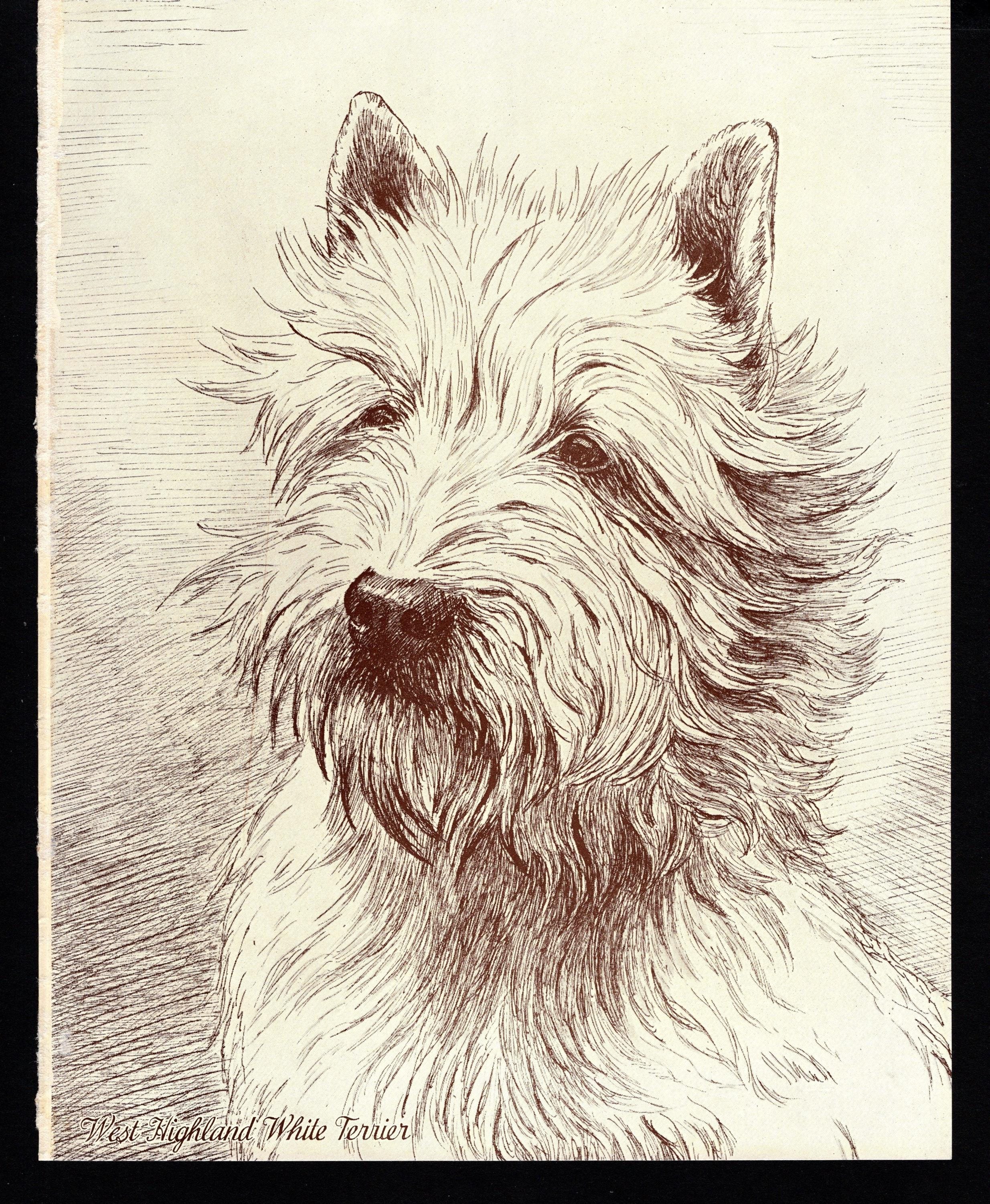 1930's Antique WEST HIGHLAND White Terrier Print Wall Art Decor Vintage ...