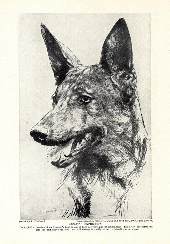 German Shepherd Picture Print Wall Art Poster Gift Vintage Antique Reprint A4 