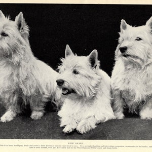 1930's West Highland White Terrier Print Gallery Wall Decor Wide Awake Westie Terrier Print Birthday Gift Idea 2398L