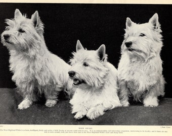 1930's West Highland White Terrier Print Gallery Wall Decor Wide Awake Westie Terrier Print Birthday Gift Idea 2398L